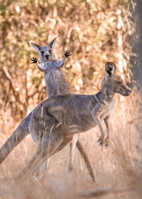 15 Hilarious Winning Photos Of Comedy Wildlife Photography