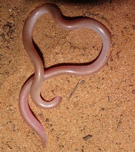 Peter’s Blind Snake — Mallee Conservation