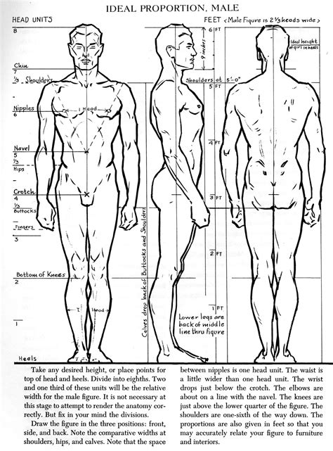 Ideal Proportion Male | Body proportion drawing, Male figure drawing, Anatomy drawing