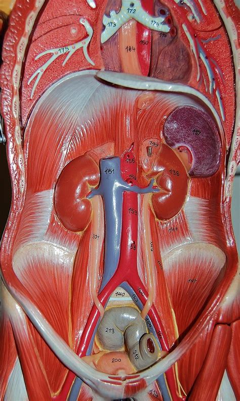 Blood Supply Of Kidneys Other Abdominal Cavity Organs - vrogue.co