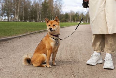 Shiba Inu Training Made Easy: Proven Methods For A Well-Behaved Dog