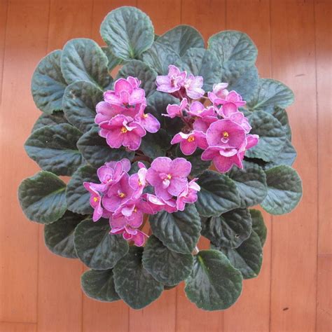 Five Tips for Easy African Violets | Flowering house plants, African ...