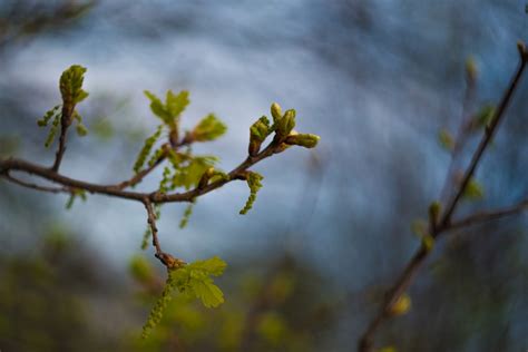 Spring Buds 2 Free Stock Photo - Public Domain Pictures