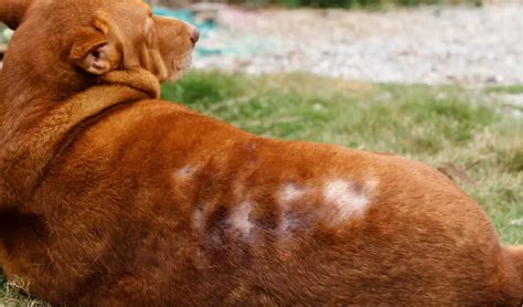 Alopecia in Dogs | Signs &Treatment | World Dog Finder