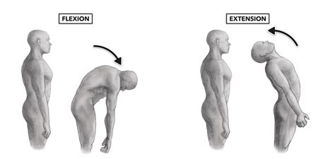 CrossFit | Movement About Joints, Part 8: The Vertebral Column