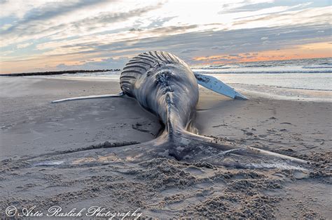 Artie Raslich Photography | Beached Whale