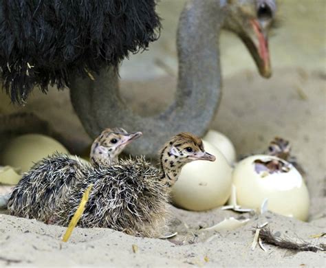 Ten Ostrich Chicks Hatch at Zoo Basel | Pet birds, Zooborns, Ostriches