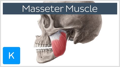 Masseter Muscle: Origin, Insertion, Innervation & Function - Anatomy ...