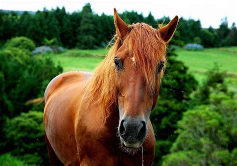 Selective focus of brown horse behind trees at daytime HD wallpaper | Wallpaper Flare
