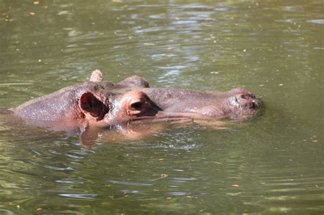 Hippo Underwater — Weasyl