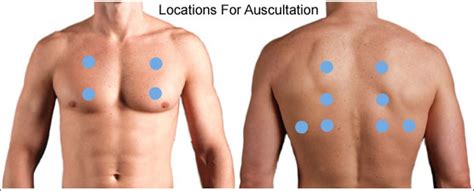 Thorax & Lungs: Auscultation