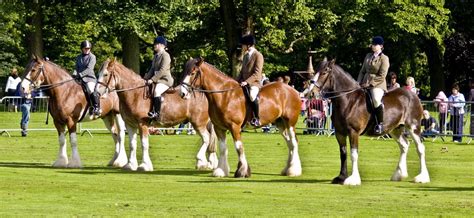 Clydesdale Horse Show | Clydesdale horses, Horses, Clydesdale