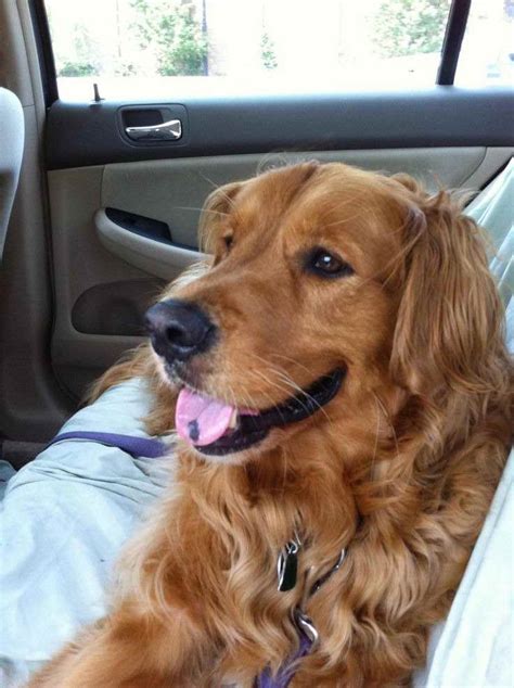 Golden Retriever Adoption Long Island