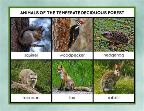 Deciduous Forest Animals Plants Facts Biome Pack - Montessori Nature Printables