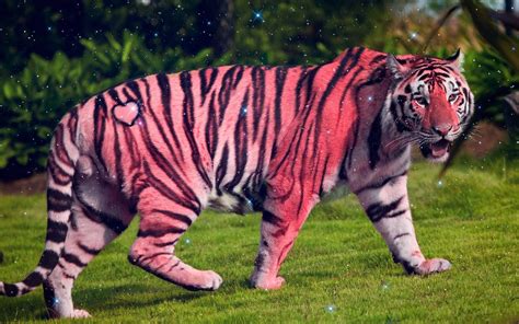 Pink Tiger | Tiger photography, Tiger images, Tiger wallpaper