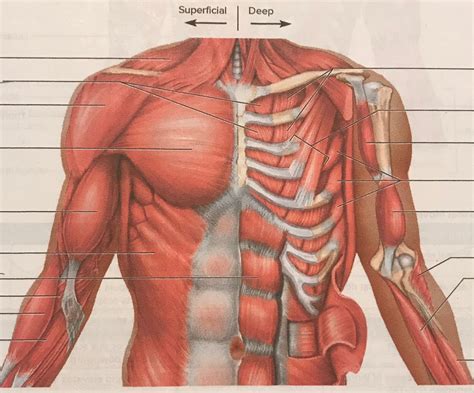 Lab exercise 23 muscles of the chest, shoulder, and upper limb Diagram | Quizlet