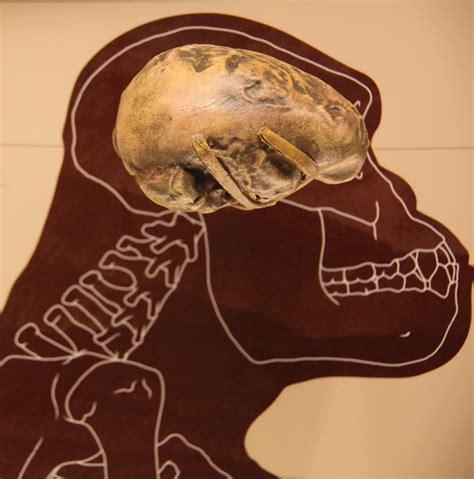 Australopithecus afarensis endocast - Smithsonian Museum o… | Flickr