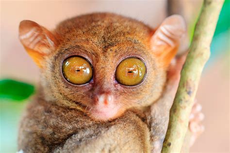 Top 150 + Which animal has the largest eyes - Inoticia.net