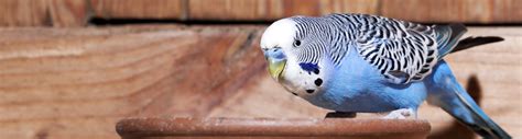 Caring for Pet Birds: A Few Helpful Tips - Hartz