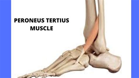 Peroneus tertius muscle - YouTube