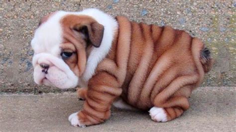 baby english bulldog puppies - Madie Connolly