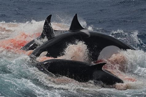 TYPE D ORCAS: mysterious stalkers of the Southern Oceans - ORCAZINE