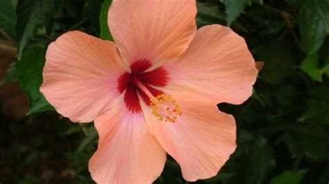 Hibiscus Plant Care - 10 Best Kept Secrets