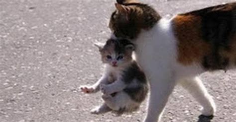 Mama Cats Carrying Their Baby Kittens - We Love Cats and Kittens