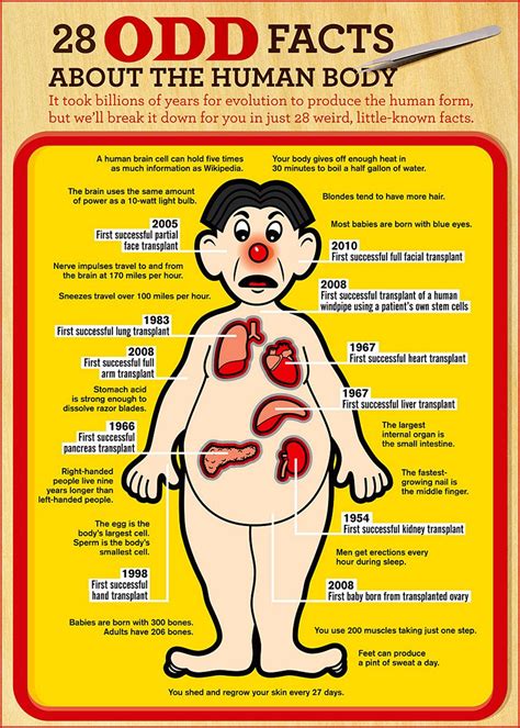 Odd facts about human body | Human body facts, Infographic health, Human body