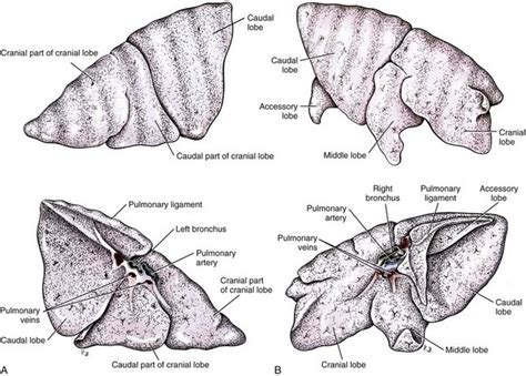 Lungs | Veterian Key