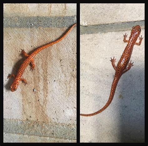 Found these two cave salamanders in our wine cellar last summer! Hoping to see them again this ...