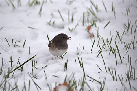 Dark-eyed junco | We spotted this dark-eyed junco feeding un… | Flickr