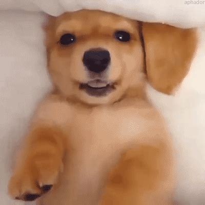 Animated Moving Dog Gif