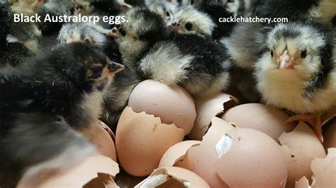 Black Australorp Chicken Eggs