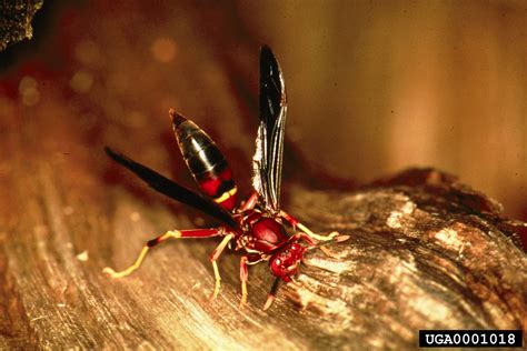 red wasp, Polistes annularis (Hymenoptera: Vespidae) - 0001018