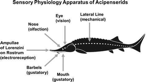 Sensory physiology apparatus of sturgeon. As Chondrostei, sturgeon... | Download Scientific Diagram