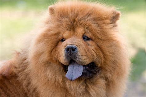 Chow Chow | Dog Breed, Description, Temperament, & Facts | Britannica