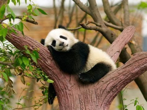 'Sleeping Giant Panda Baby' Photographic Print - SJ Travel Photo and Video | Art.com | Pandalar ...