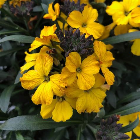 Erysimum 'Erysistible Yellow' Wallflower - Plants4Home