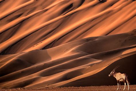 Namibia wildlife - Jim Zuckerman photography & photo tours