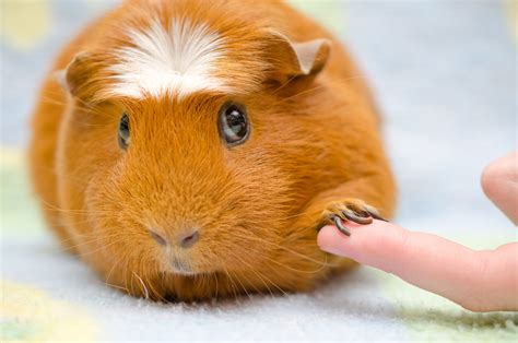 Guinea Pig Tricks... Even You Can Teach Them! | Small Pet Select