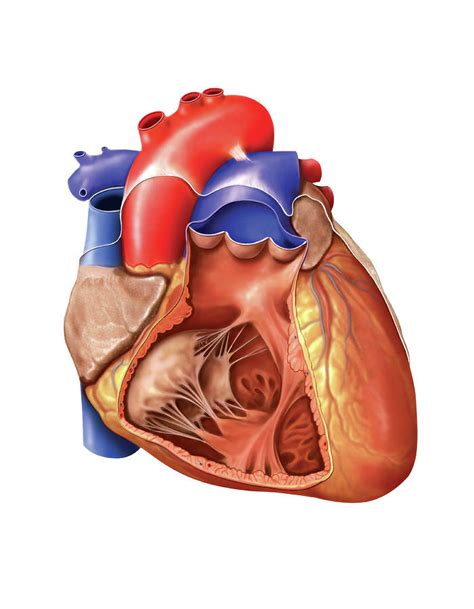 Heart And Right Ventricle Photograph by Asklepios Medical Atlas - Fine ...