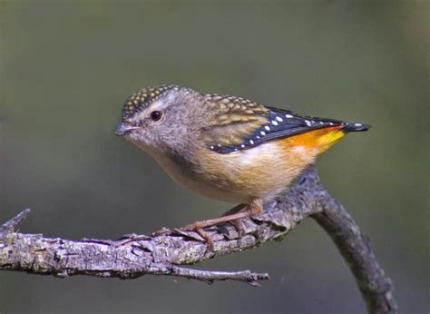 Spotted Pardalote (female) photo - Alan Fletcher photos at pbase.com