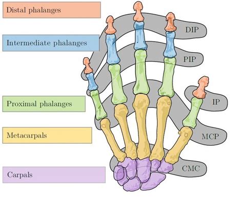 Bones and joints of the human hand, DIP-Distal Interphalangeal joint;... | Download Scientific ...