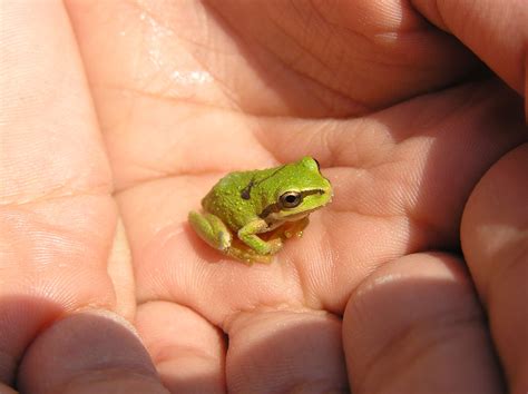 Small Cute Pet Frogs - art-whatup