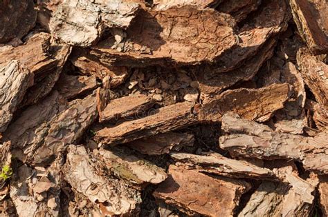 Dry tree bark texture stock photo. Image of vintage - 293260958