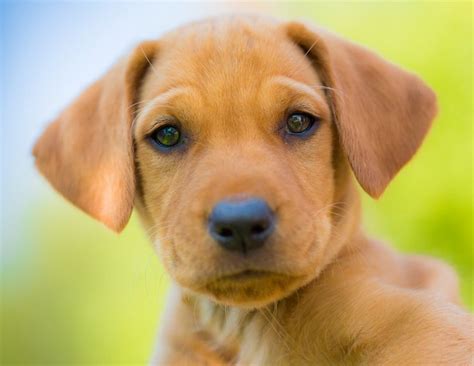 Vizsla & Lab Mix: Info, Pictures, Characteristics & More | Hepper