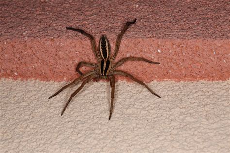 Dark Brown Wolf Spider