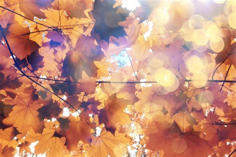 Premium Photo | Orange fall falling leaves autumn background yellow ...