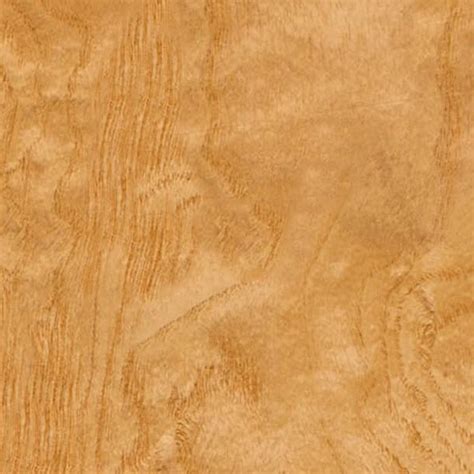 White ash burl wood medium color texture seamless 04488